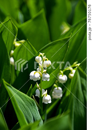 スズラン（鈴蘭） 76750176