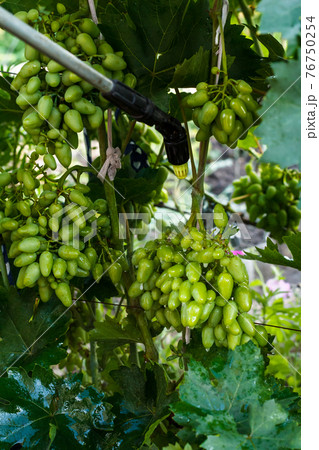 Protecting grape bushes from fungal disease or vermin with crop sprayer, Protecting grape bushes from fungal disease or vermin with crop sprayer, 76750254