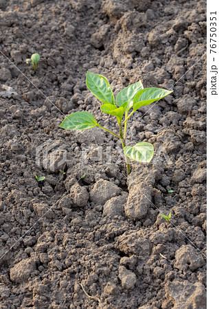 Seedling of a bell pepper growing in the garden. Seedling of a bell pepper growing in the garden. 76750351