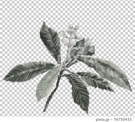 Unripe loquat seedlings with branches and leaves [ink painting style watercolor illustration] fruit fruit white background PNG material 76750435