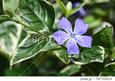 ツルニチニチソウ（蔓日々草） 76750914