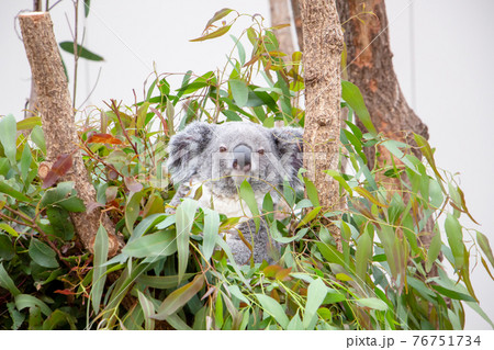 鹿児島県の平川動物園のコアラ 鹿児島県の平川動物園のコアラ 76751734