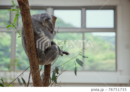 鹿児島県の平川動物園のコアラ 76751735