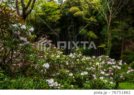 雨降る上津江シャクナゲ園に満開に咲く花の風景 76751862