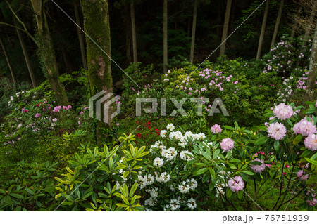 雨降る上津江シャクナゲ園に満開に咲く花の風景 76751939