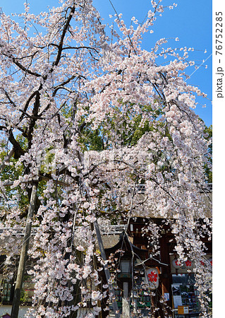 京都 平野神社の魁桜　 76752285
