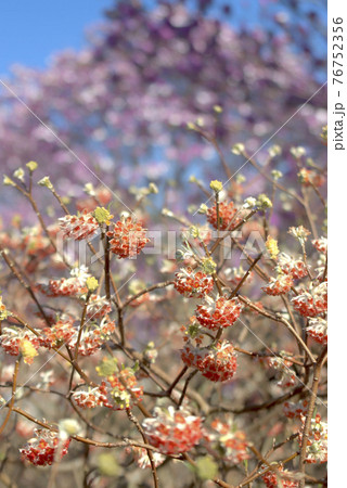 ミツマタ 76752356