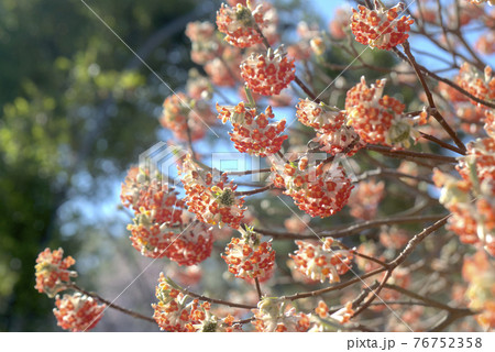 ミツマタ ミツマタ 76752358