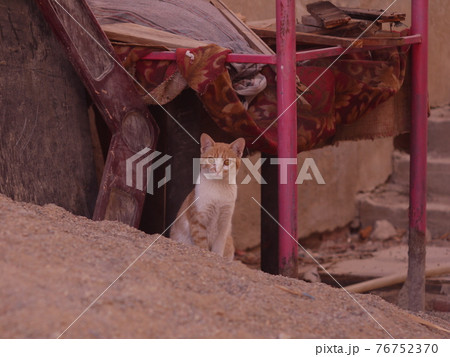 cat cat 76752370
