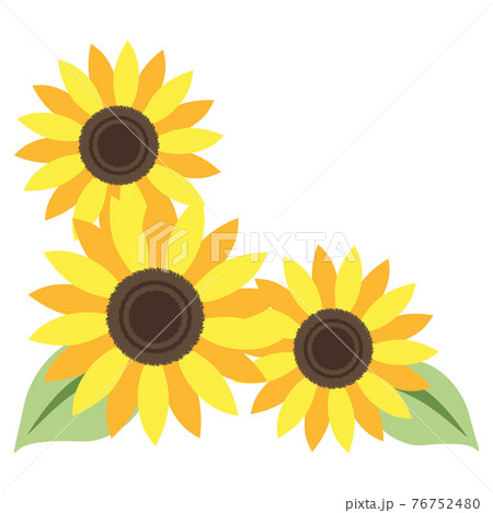 ひまわり　葉　素材 76752480