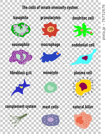 Cells of innate immune system, Natural killer, granulocytes,dentritec call,eosinophile,macrophande,endohelial cell,fibroblast gell,monocyte,plasma cell,complement system,mast cells,natural k Cells of innate immune system, Natural killer, granulocytes,dentritec call,eosinophile,macrophande,endohelial cell,fibroblast gell,monocyte,plasma cell,complement system,mast cells,natural k 76752676