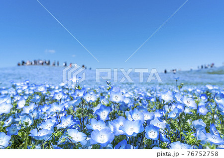 茨城県　国営ひたち海浜公園　満開のネモフィラ 76752758