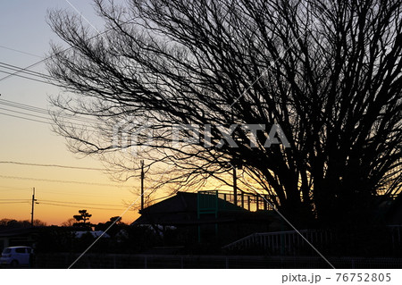夕焼けの樹 夕焼けの樹 76752805