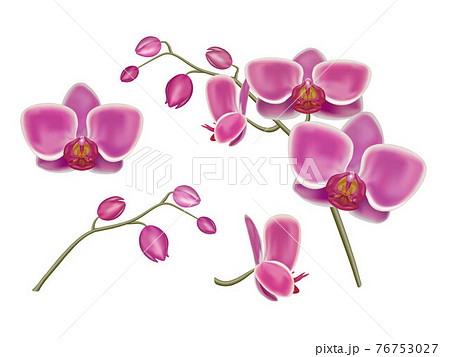 Orchid realistic vector 76753027