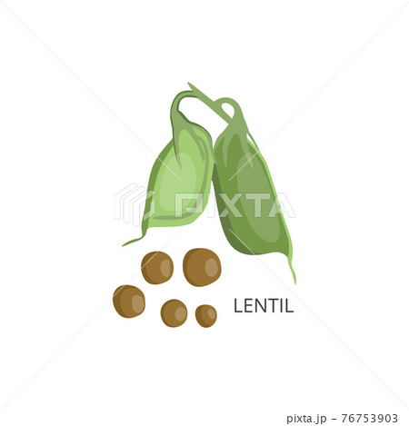 Lentil grains and pods with naming flat vector illustration isolated on white. Lentil grains and pods with naming flat vector illustration isolated on white. 76753903