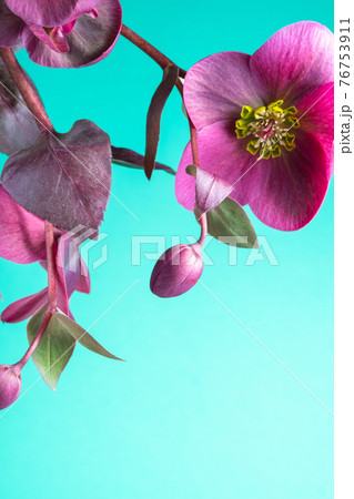 Bright flowers on a blue background. Burgundy varietal hellebore. Copy 76753911