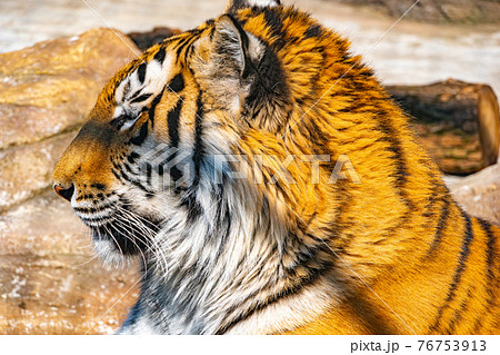 Tired Bengal tiger rests and looks around in search of prey 76753913