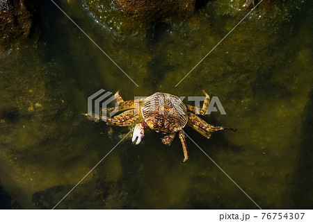 水上 水生 水中 76754307
