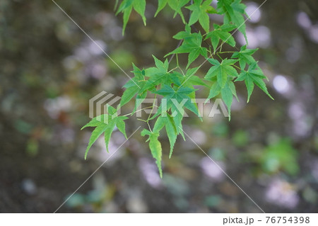 イロハモミジ 76754398