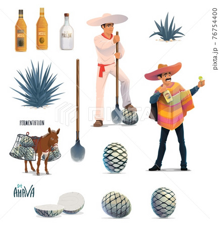 Agave tequila production, blue agava and bottles 76754400