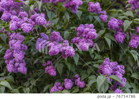 Purple lilac blossoms with green leaves. Floral pattern. Lilac background texture. Lilac wallpaper Purple lilac blossoms with green leaves. Floral pattern. Lilac background texture. Lilac wallpaper 76754786