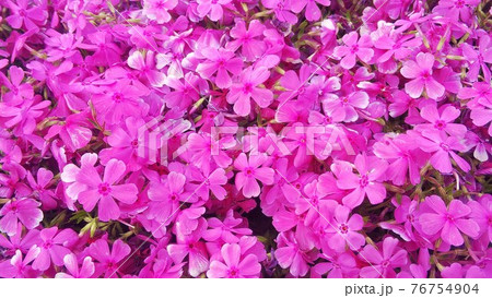 4月に咲く芝桜 76754904