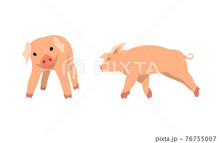 Pinky Pig As Domestic Animal With Long Snout のイラスト素材