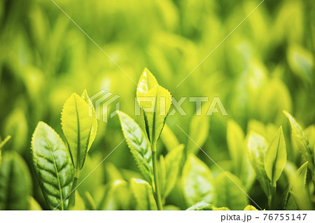新茶 クローズアップ 新茶 クローズアップ 76755147