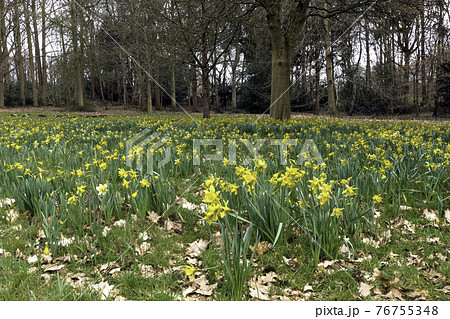 Spring with yellow daffodils in the forest 76755348
