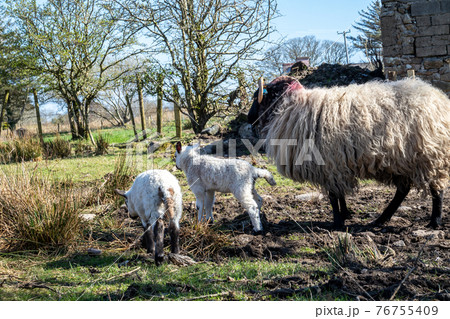 Irish ram with small lamb in County Donegal - Ireland 76755409