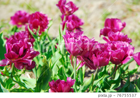 品種 ショーケース 鮮やかな紫色で八重咲きの花びらのチューリップの写真素材