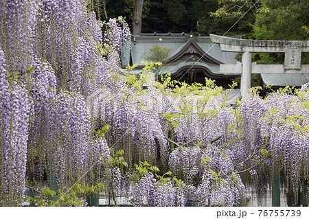 西寒多神社の藤 西寒多神社の藤 76755739