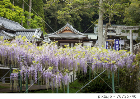 西寒多神社の藤 76755740