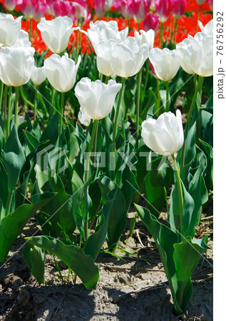 品種 ダーウィンスノー 鮮やかな白色の花びらのチューリップの写真素材