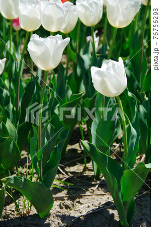【品種：ダーウィンスノー】鮮やかな白色の花びらのチューリップ 76756293