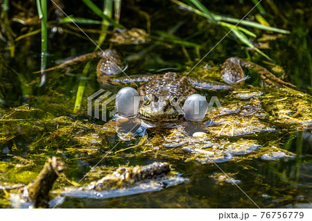 Common frog, Rana temporaria, single reptile croaking in water 76756779