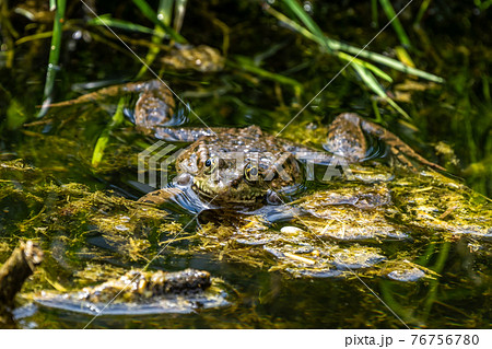 Common frog, Rana temporaria, single reptile croaking in water 76756780