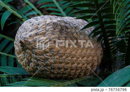 The fruit of Ceratozamia mexicana , a species of plant in the family Zamiaceae The fruit of Ceratozamia mexicana , a species of plant in the family Zamiaceae 76756796