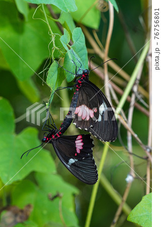 Papilio rumanzovia, the scarlet Mormon or red Mormon, butterfly Papilio rumanzovia, the scarlet Mormon or red Mormon, butterfly 76756801