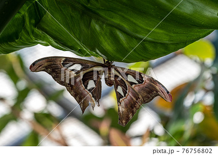 Attacus Atlas moths are one of the largest lepidopterans in the world Attacus Atlas moths are one of the largest lepidopterans in the world 76756802