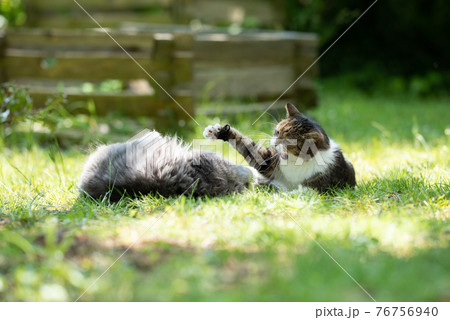 cats fighting outdoors in garden cats fighting outdoors in garden 76756940