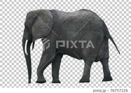 full body side view of female indian elephant with steel chain on neck  isolated white background Stock Photo - Alamy