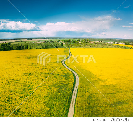 Aerial View Of Agricultural Landscape With Flowering Blooming Rapeseed, Oilseed In Field In Spring Season. Blossom Of Canola Yellow Flowers. Beautiful Rural Country Road Aerial View Of Agricultural Landscape With Flowering Blooming Rapeseed, Oilseed In Field In Spring Season. Blossom Of Canola Yellow Flowers. Beautiful Rural Country Road 76757297