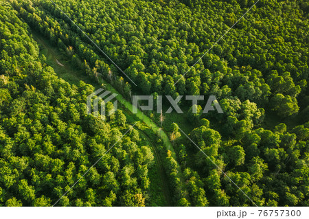 Belarus. Aerial View Of Green Small Bog Marsh Swamp Wetland In Green Forest Landscape In Summer Day. High Attitude View. Forest Lane In Bird's Eye View Belarus. Aerial View Of Green Small Bog Marsh Swamp Wetland In Green Forest Landscape In Summer Day. High Attitude View. Forest Lane In Bird's Eye View 76757300