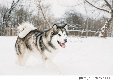 Alaskan Malamute Walking Outdoor In Snow の写真素材