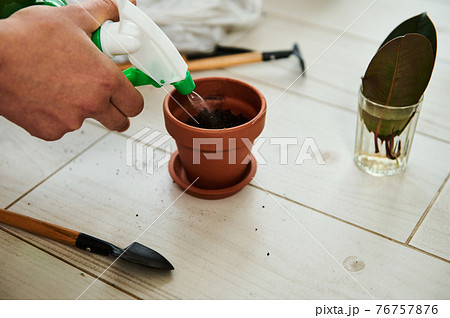 Close-up of female hands watering soil before transplanting a grown leaf from a transparent glass into a clay pot Close-up of female hands watering soil before transplanting a grown leaf from a transparent glass into a clay pot 76757876