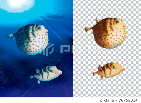 Detail of a puffer fish in the sea 76758014