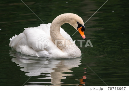 A graceful white swan swimming on a lake with dark green water. The white swan is reflected in the water 76758067