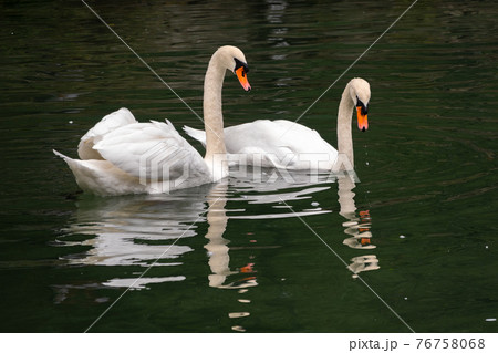 Two graceful white swans swim in the dark water. 76758068