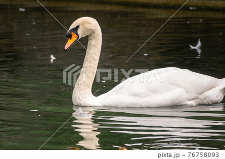 A graceful white swan swimming on a lake with dark green water. The white swan is reflected in the water A graceful white swan swimming on a lake with dark green water. The white swan is reflected in the water 76758093